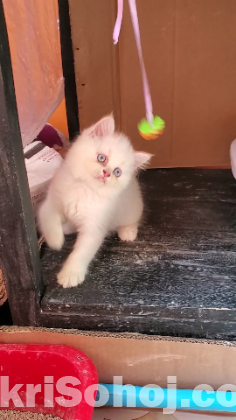 Persian cat White blue eyes